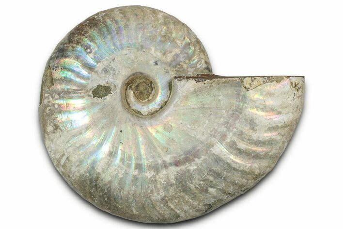 Silver Iridescent Ammonite (Cleoniceras) Fossil - Madagascar #328369